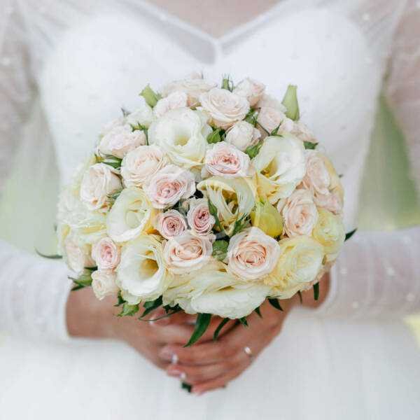 Hydrangea